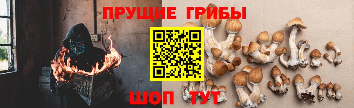 Галлюциногенные грибы MAGIC MUSHROOMS  Вход с VPN  Красногорск 